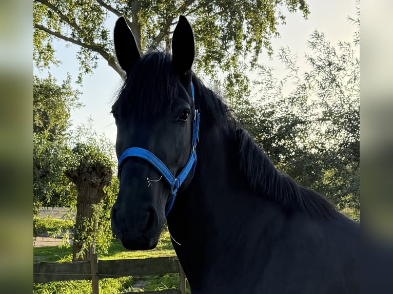 Ungarisches Sportpferd Stute 4 Jahre 159 cm Rappe in Zwartewaal