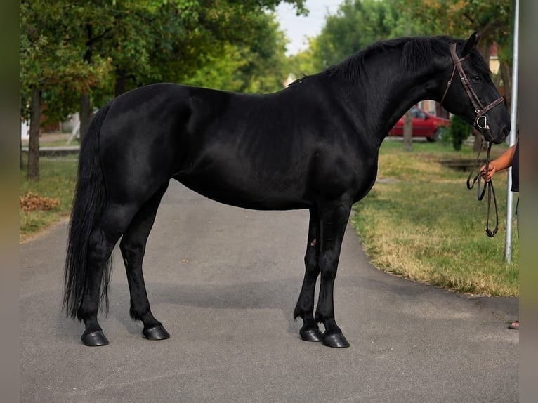 Ungarisches Sportpferd Stute 4 Jahre 159 cm Rappe in Zwartewaal