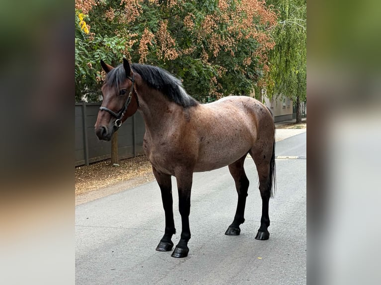 Ungarisches Sportpferd Stute 4 Jahre 159 cm Rappe in Zwartewaal