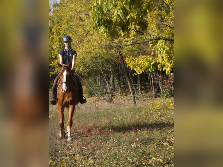 Ungarisches Sportpferd Stute 4 Jahre 160 cm Fuchs in Dabas