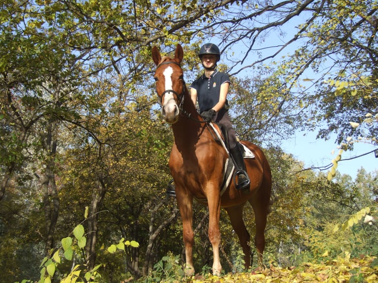 Ungarisches Sportpferd Stute 4 Jahre 160 cm Fuchs in Dabas