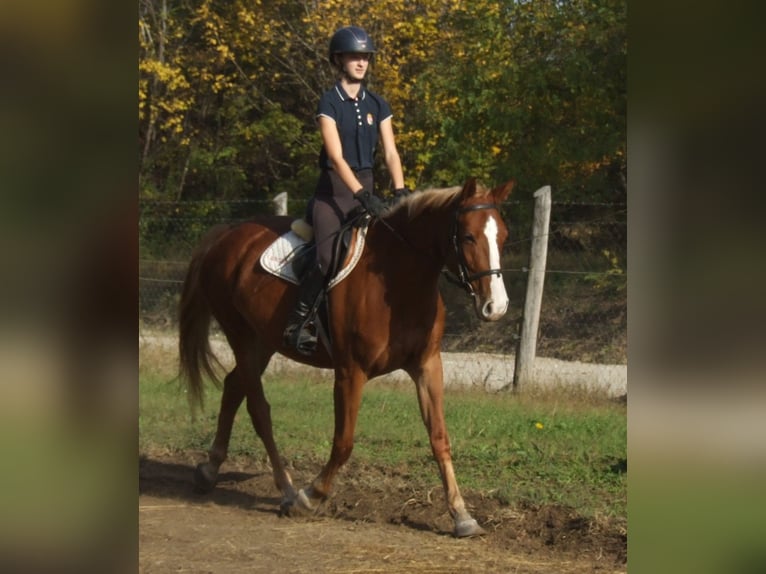 Ungarisches Sportpferd Stute 4 Jahre 160 cm Fuchs in Dabas