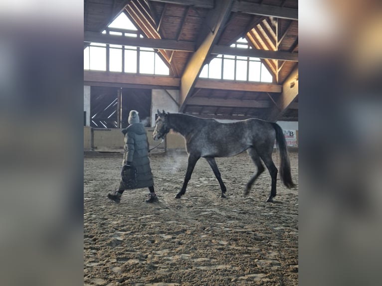 Ungarisches Sportpferd Stute 4 Jahre 160 cm Schimmel in Klausen-Leopoldsdorf