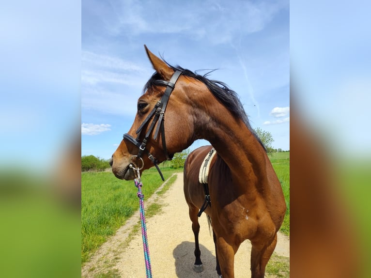 Ungarisches Sportpferd Stute 4 Jahre 162 cm Dunkelbrauner in Berlin