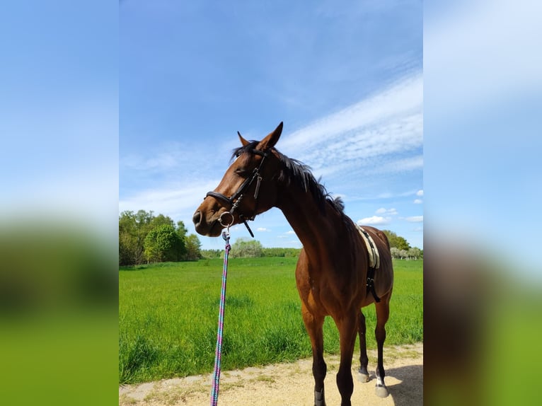 Ungarisches Sportpferd Stute 4 Jahre 162 cm Dunkelbrauner in Berlin