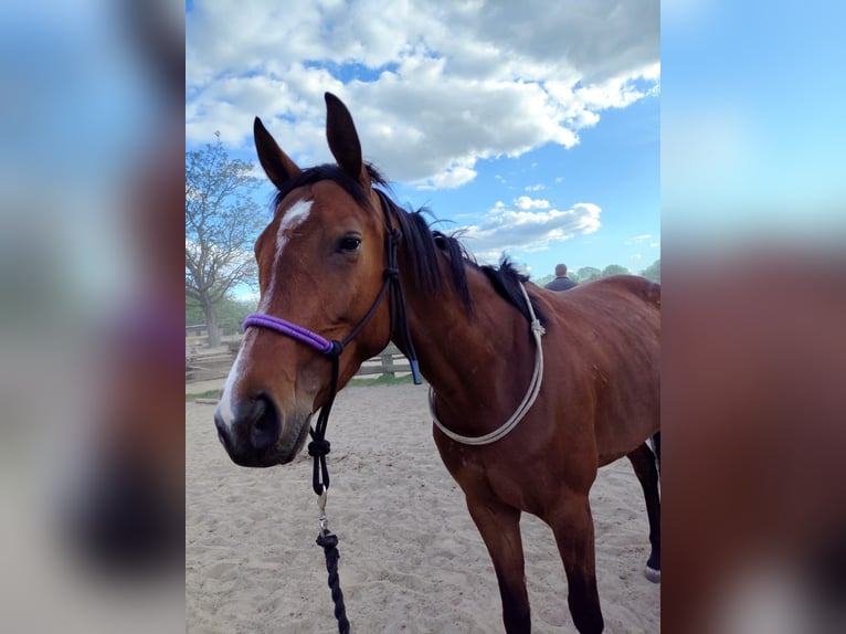 Ungarisches Sportpferd Stute 4 Jahre 162 cm Dunkelbrauner in Berlin