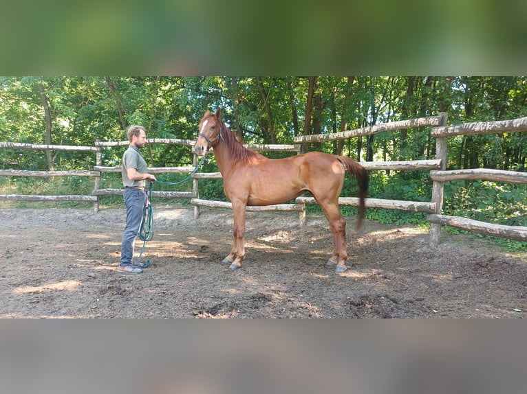 Ungarisches Sportpferd Stute 4 Jahre 162 cm Rotfuchs in Tahitótfalu