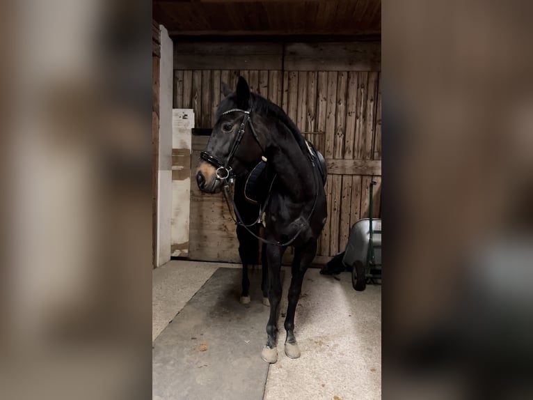 Ungarisches Sportpferd Stute 4 Jahre 165 cm Rappe in Perg