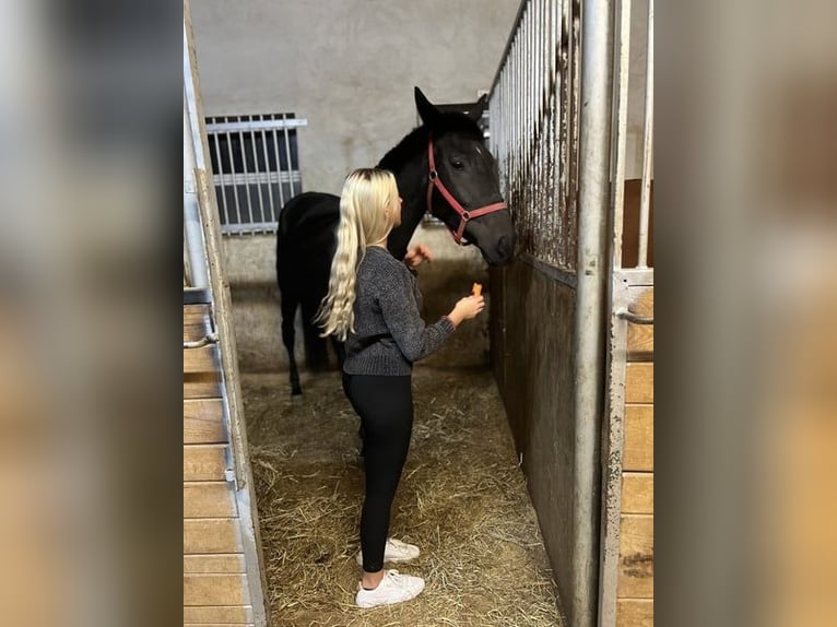 Ungarisches Sportpferd Stute 4 Jahre 168 cm Rappe in Perg