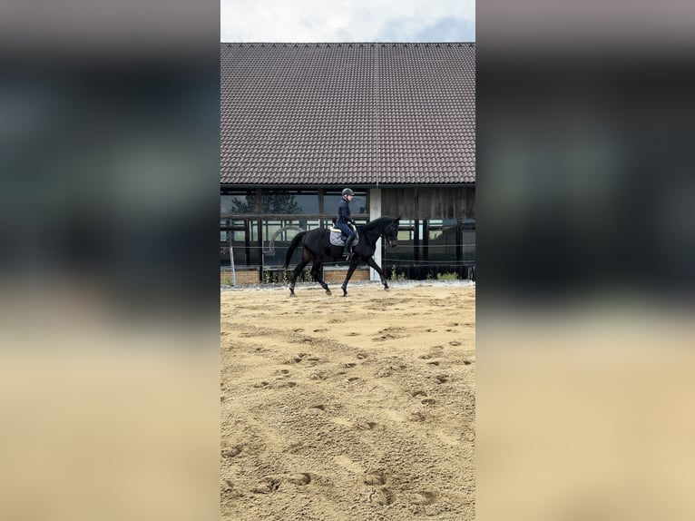 Ungarisches Sportpferd Stute 4 Jahre 168 cm Rappe in Perg