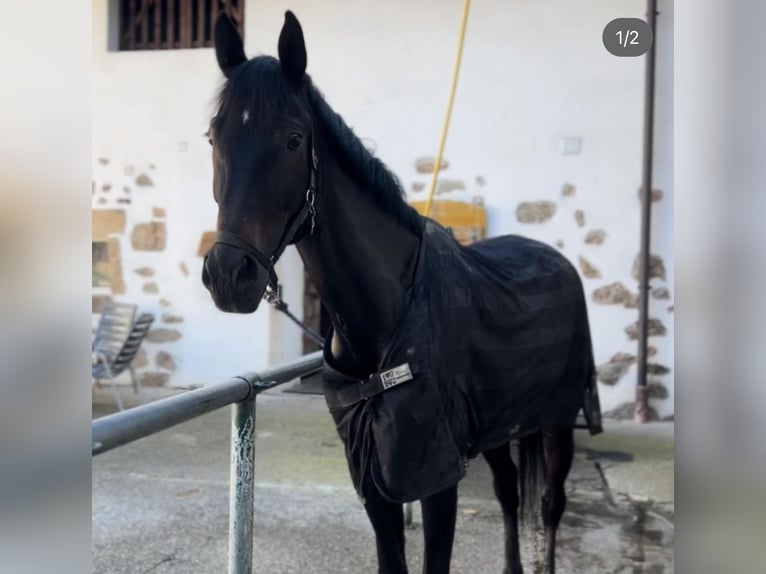 Ungarisches Sportpferd Stute 4 Jahre 168 cm Rappe in Perg