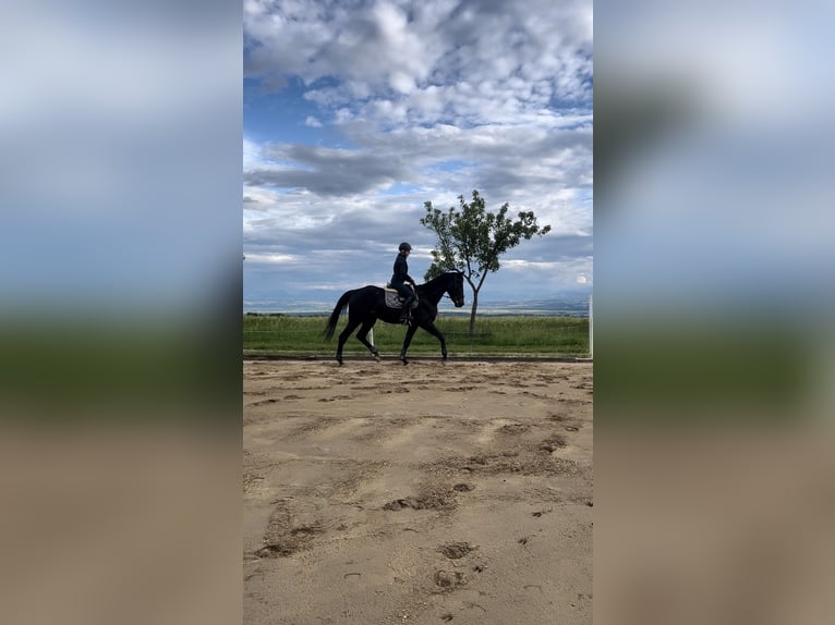 Ungarisches Sportpferd Stute 4 Jahre 168 cm Rappe in Perg