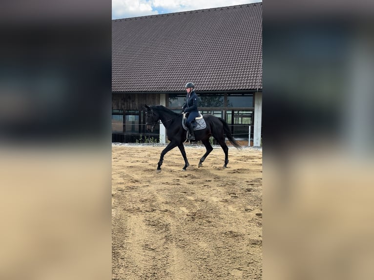 Ungarisches Sportpferd Stute 4 Jahre 168 cm Rappe in Perg