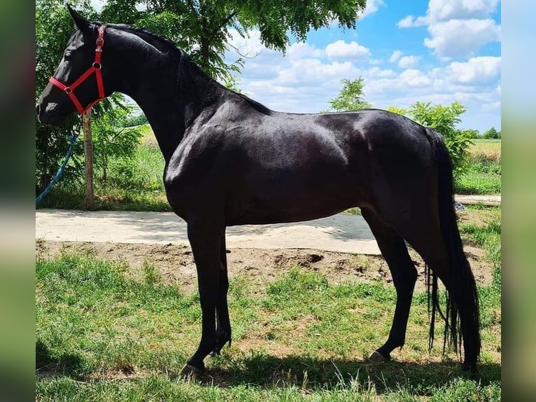 Ungarisches Sportpferd Stute 4 Jahre 168 cm Rappe in Perg