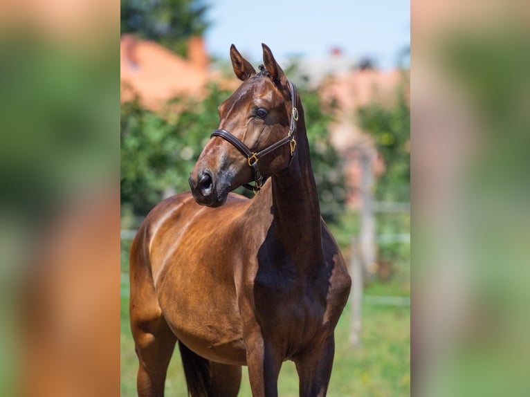 Ungarisches Sportpferd Stute 4 Jahre 168 cm in Csom&#xE1;d