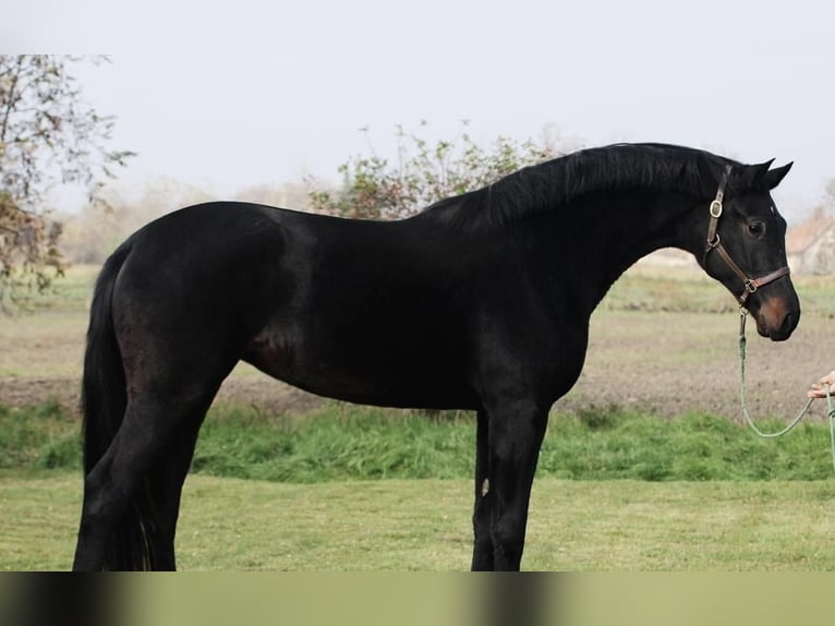 Ungarisches Sportpferd Stute 4 Jahre 170 cm Rappe in Perg