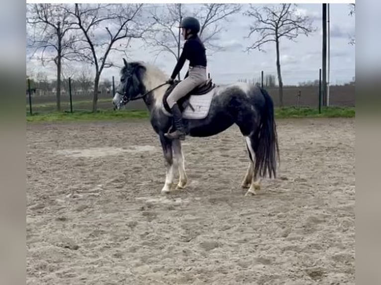 Ungarisches Sportpferd Stute 5 Jahre 143 cm Schecke in Vecsés