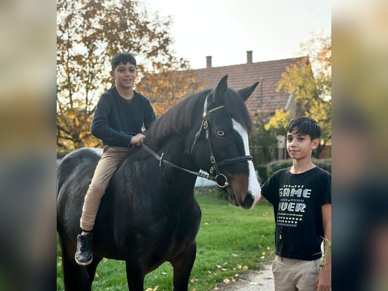 Ungarisches Sportpferd Mix Stute 5 Jahre 145 cm Rappe in Hu