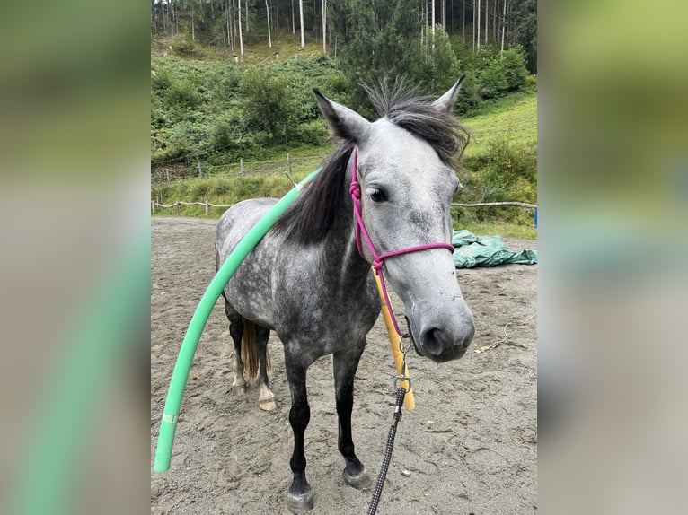 Ungarisches Sportpferd Stute 5 Jahre 147 cm Apfelschimmel in Stams