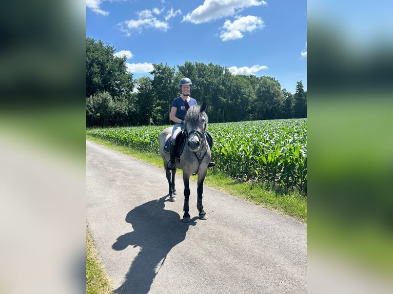 Ungarisches Sportpferd Stute 5 Jahre 147 cm Apfelschimmel in Gronau (Westfalen)