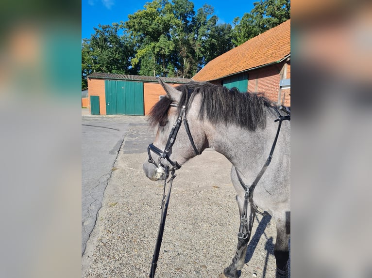 Ungarisches Sportpferd Stute 5 Jahre 147 cm Schimmel in Gronau (Westfalen)