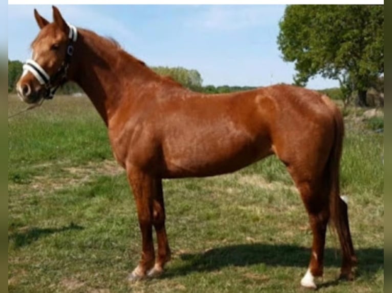Ungarisches Sportpferd Mix Stute 5 Jahre 149 cm Fuchs in Castrop-Rauxel