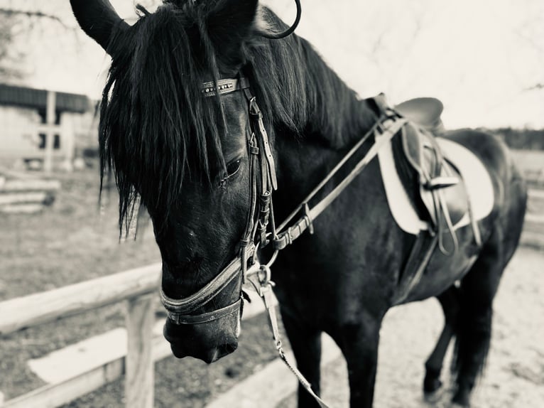 Ungarisches Sportpferd Stute 5 Jahre 152 cm Rappe in Bernau am Chiemsee