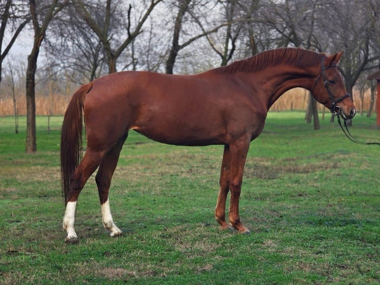 Ungarisches Sportpferd Stute 5 Jahre 165 cm Dunkelfuchs in Gärtringen