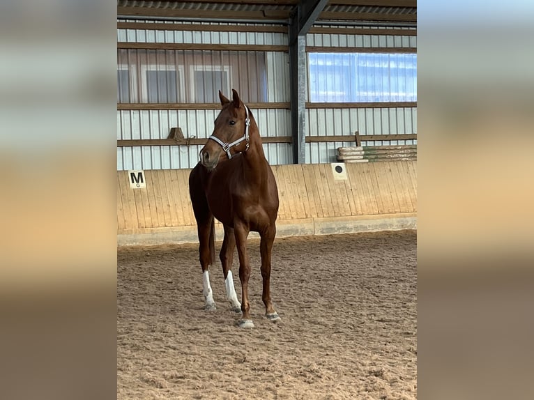 Ungarisches Sportpferd Stute 5 Jahre 165 cm Dunkelfuchs in Gärtringen