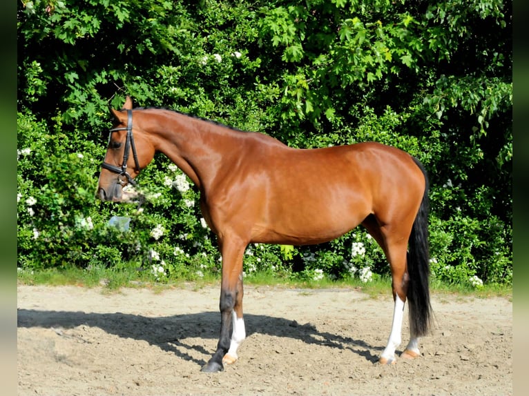 Ungarisches Sportpferd Stute 5 Jahre 170 cm Brauner in Schattendorf