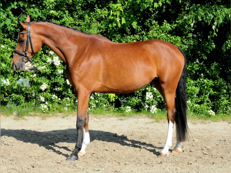Ungarisches Sportpferd Stute 5 Jahre 170 cm Brauner in Schattendorf