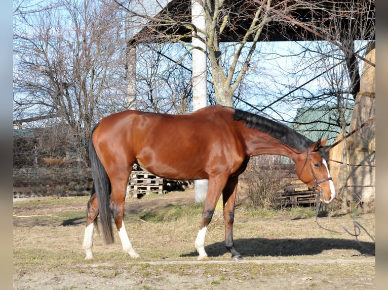 Ungarisches Sportpferd Stute 5 Jahre 171 cm Brauner in Schattendorf