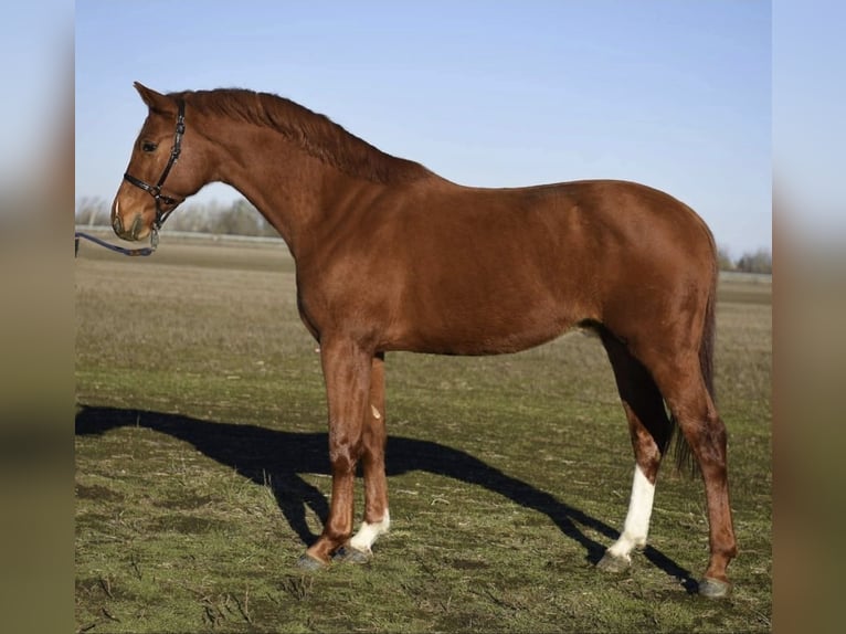 Ungarisches Sportpferd Stute 5 Jahre 173 cm Dunkelfuchs in Kecskemét