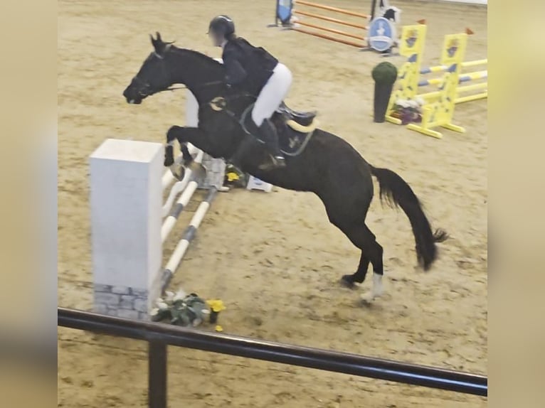 Ungarisches Sportpferd Stute 5 Jahre Rappe in Kaposfo