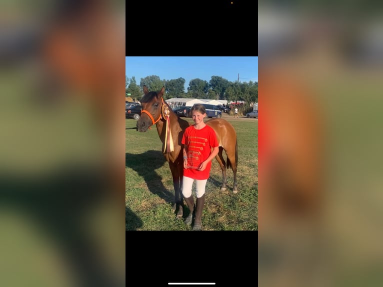 Ungarisches Sportpferd Stute 6 Jahre 142 cm Brauner in Matzersdorf