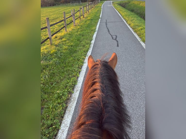 Ungarisches Sportpferd Stute 6 Jahre 144 cm Brauner in Sendenhorst