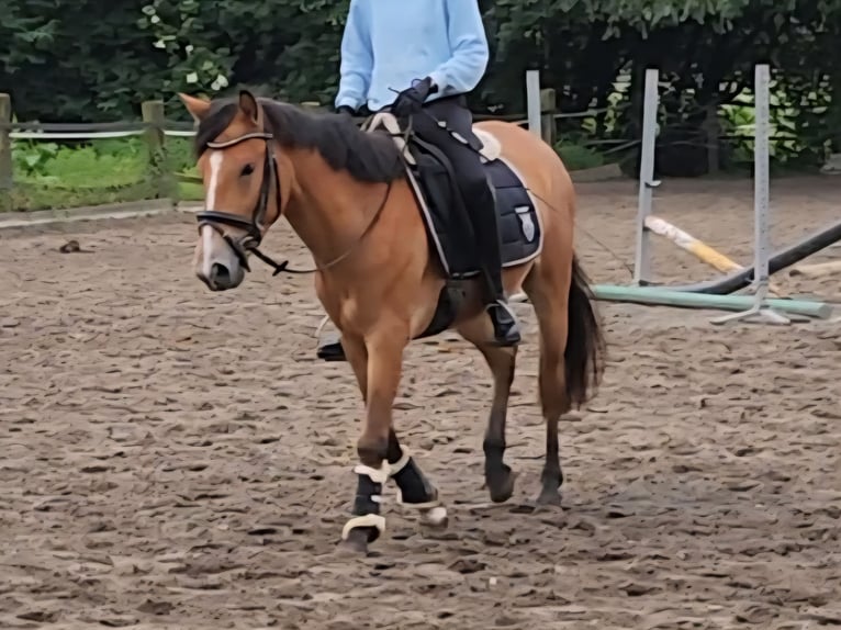 Ungarisches Sportpferd Stute 6 Jahre 144 cm Brauner in Sendenhorst