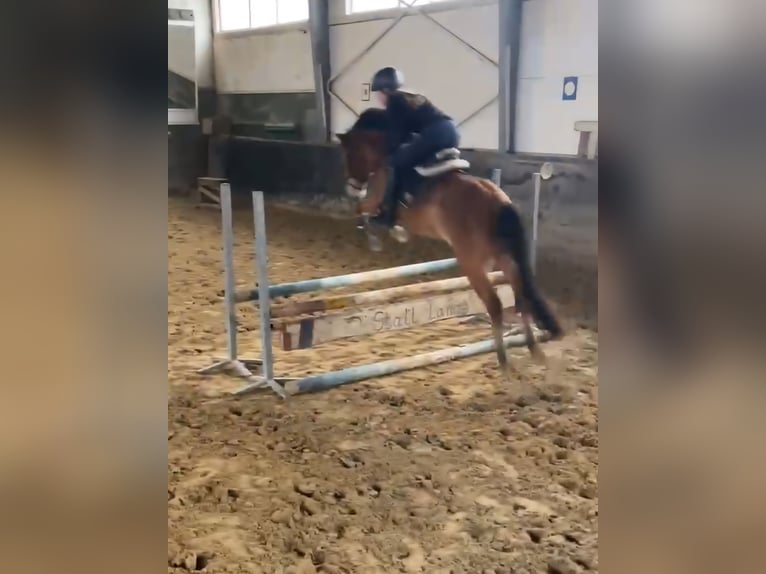 Ungarisches Sportpferd Stute 6 Jahre 144 cm Brauner in Sendenhorst