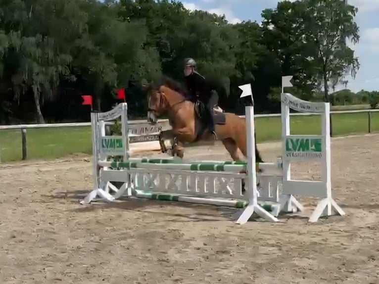 Ungarisches Sportpferd Stute 6 Jahre 144 cm Brauner in Sendenhorst