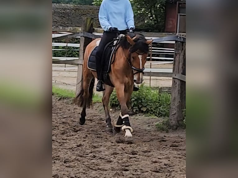 Ungarisches Sportpferd Stute 6 Jahre 144 cm Brauner in Sendenhorst