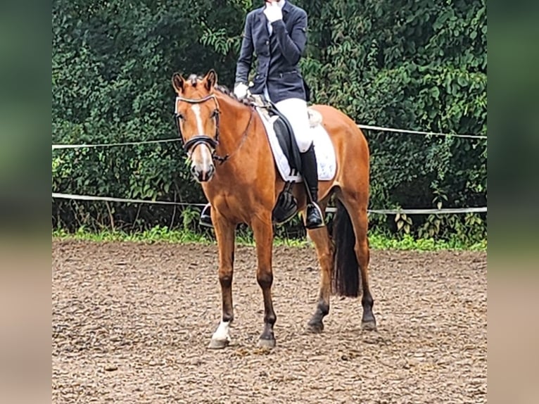Ungarisches Sportpferd Stute 6 Jahre 144 cm Brauner in Sendenhorst
