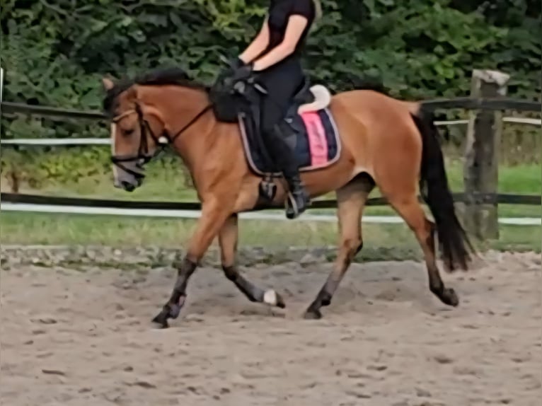 Ungarisches Sportpferd Stute 6 Jahre 144 cm Brauner in Sendenhorst