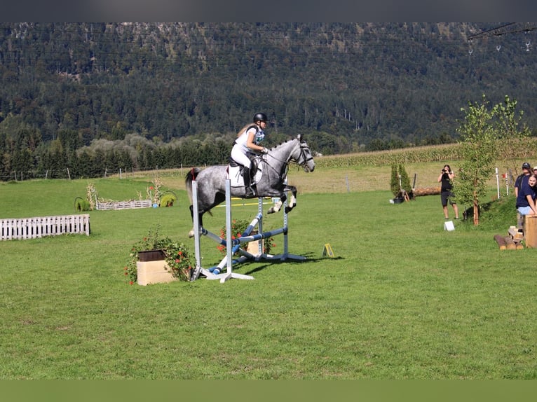 Ungarisches Sportpferd Stute 6 Jahre 147 cm Apfelschimmel in Stams