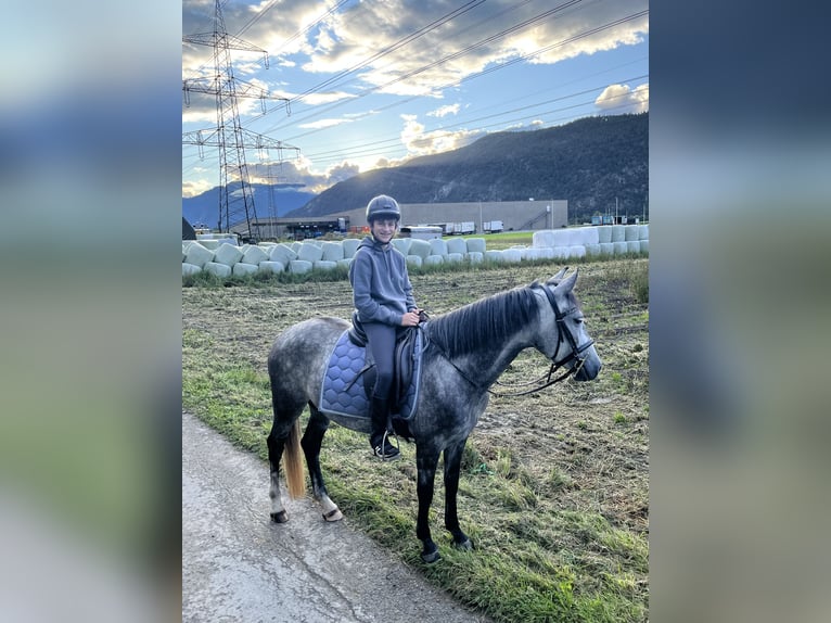 Ungarisches Sportpferd Stute 6 Jahre 147 cm Apfelschimmel in Stams