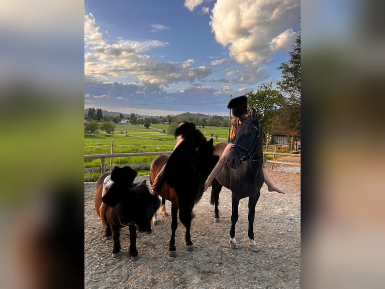 Ungarisches Sportpferd Stute 6 Jahre 150 cm Rappe in Prien am Chiemsee
