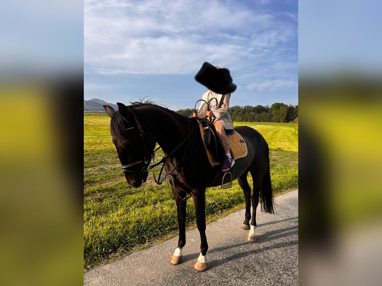 Ungarisches Sportpferd Stute 6 Jahre 150 cm Rappe in Prien am Chiemsee