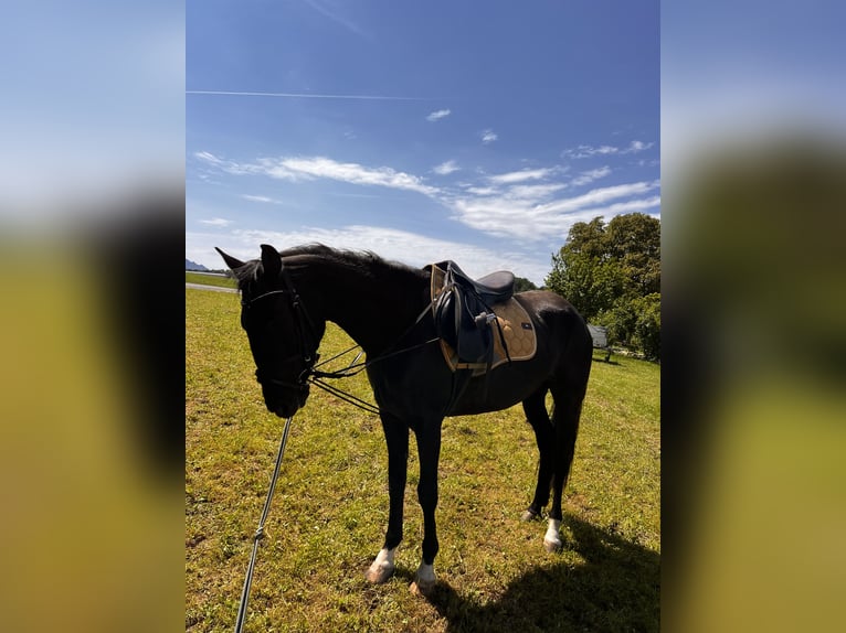 Ungarisches Sportpferd Stute 6 Jahre 150 cm Rappe in Prien am Chiemsee