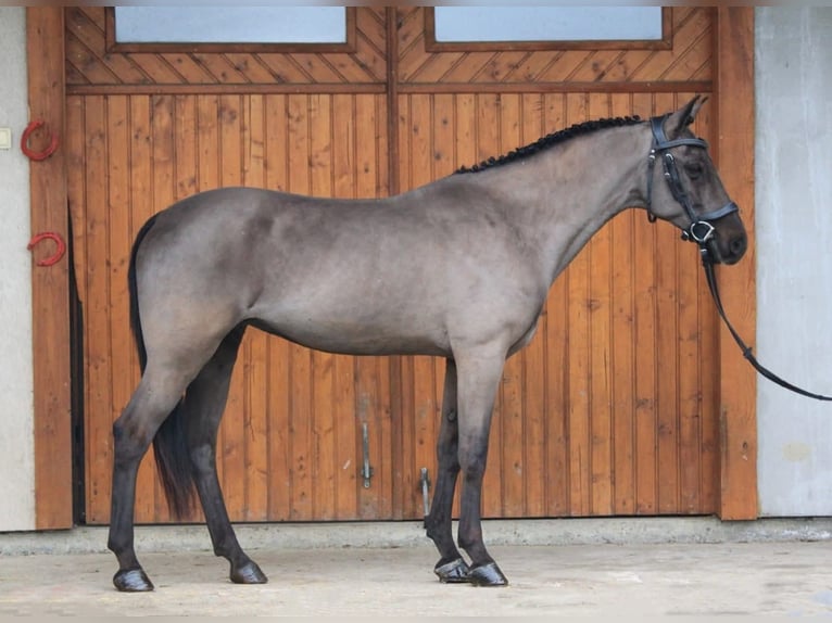 Ungarisches Sportpferd Stute 6 Jahre 155 cm Dunkelbrauner in Kecskemét