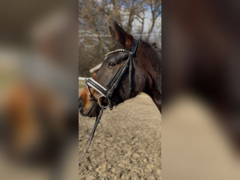 Ungarisches Sportpferd Stute 6 Jahre 160 cm Rotbrauner in Budapest