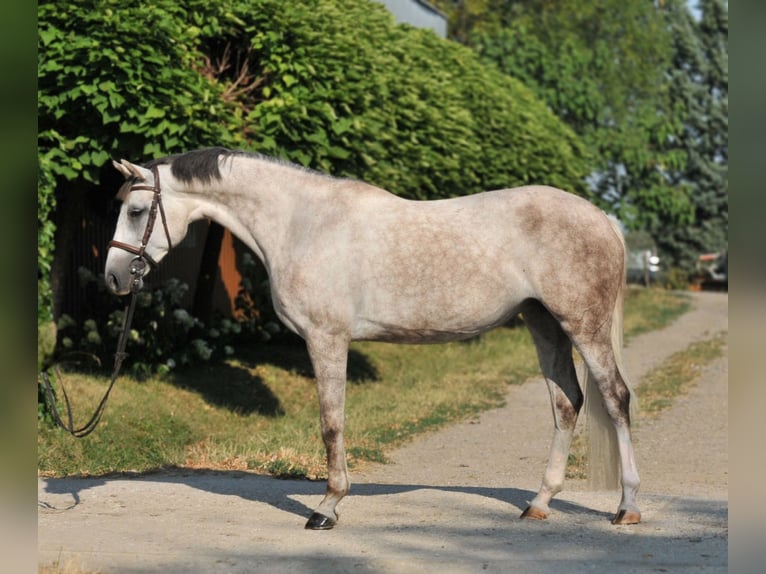 Ungarisches Sportpferd Stute 6 Jahre 162 cm Schimmel in Schattendorf